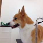 コーギー　コー太君２６７